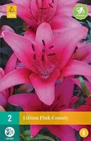 Jub 2 Lilium Pink County