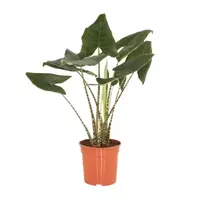 GroenRijk Kamerplant Alocasia Zebrina potmaat 14cm