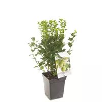 Fruithof Bessenstruik Ribes HinnonmÃki GrÃ¶n - Groene kruisbes 18cm