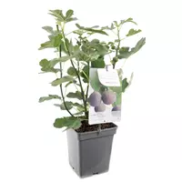 Fruithof Vijgenboom Ficus carica Brown Turkey - Zelfbestuivend 18cm