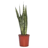 GroenRijk Kamerplant Sansevieria Zeylanica 'Vrouwentong'