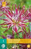 Jub 1 Dahlia Hollyhill Spiderwoman