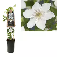 Van der Starre Klimplant Clematis Destiny - Witte Bosrank