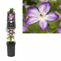 Van der Starre Klimplant Clematis Pernille - Paarse Bosrank