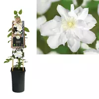 Van der Starre Klimplant Clematis Sylvia Denny - Witte Bosrank