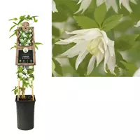 Van der Starre Klimplant Clematis Albina Plena - Witte Bosrank