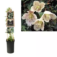 Van der Starre Klimplant Clematis Cirrhosa Balearica - Witte Bosrank