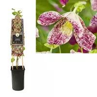 Van der Starre Klimplant Clematis Cirrhosa Freckles - Paarse Bosrank