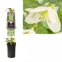 Van der Starre Klimplant Clematis Cirrhosa Jingle Bells - Witte Bosrank