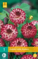 Jub 1 Dahlia Little Robert