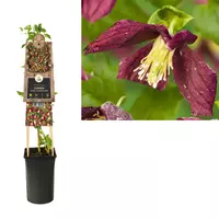 Van der Starre Klimplant Clematis Cirrhosa Wisley Cream - Witte Bosrank