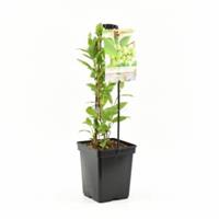 Fruithof Kiwi plant Actinidia arguta Issai - Zelfbestuivende kiwi 18cm