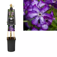 Van der Starre Klimplant Clematis vit. Super Nova - Paarse Bosrank