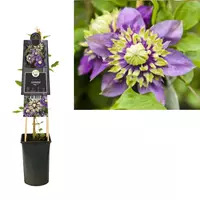 Van der Starre Klimplant Clematis florida Taiga - Paarse Bosrank