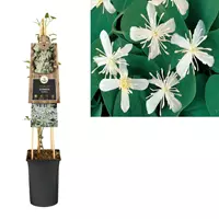 Van der Starre Klimplanten Clematis terniflora - Witte Bosrank