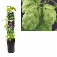 Van der Starre Klimplant Humulus Lupulus - Hop