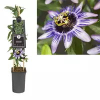 Van der Starre Klimplant Passiflora Damsel Delight - Paarse Passiebloem