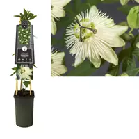 Van der Starre Klimplant Passiflora Snow Queen - Witte Passiebloem