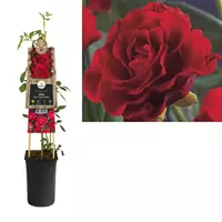 Van der Starre Klimplant Rosa Paul Scarlet Climber - Klimroos Rood