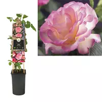 Van der Starre Klimplant Rosa Pink Candy - Klimroos Roze