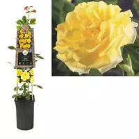 Van der Starre Klimplant Rosa Golden Climber - Klimroos Geel