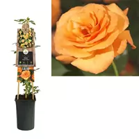 Van der Starre Klimplant Rosa Orange Climber - Klimroos Oranje