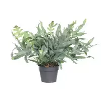 GroenRijk Kamerplant Phlebodium Aureum Blue Star 'Blauw varen' potmaat 17cm