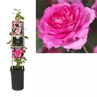 Van der Starre Klimplant Rosa Pink Climber - Klimroos Roze