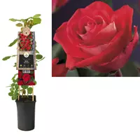 Van der Starre Klimplant Rosa Red Climber - Klimroos Rood