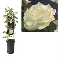 Van der Starre Klimplant Rosa White Climber - Klimroos Wit