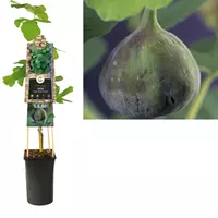 Van der Starre Klimplant Ficus carica Brown Turkey