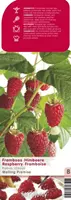 Framboos Rubus idaeus Malling Promise - Rode zomerframboos