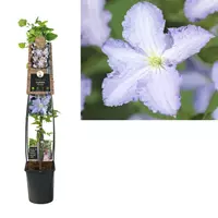 Van der Starre Klimplant Clematis Blue Angel - Lichtblauwe Bosrank 120cm