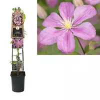 Van der Starre Klimplant Clematis Comtesse de Bouchaud - Roze Bosrank 120cm