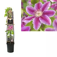 Van der Starre Klimplant Clematis Dr. Ruppel - Roze Bosrank 120cm