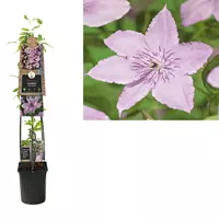 Van der Starre Klimplant Clematis Hagley Hybrid - Roze Bosrank 120cm