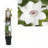 Van der Starre Klimplant Clematis Miss Bateman - Witte Bosrank 120cm