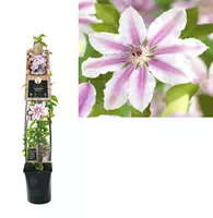 Van der Starre Klimplant Clematis Nelly Moser - Roze Bosrank 120cm