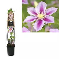 Van der Starre Klimplant Clematis Piilu - Paarse Bosrank 120cm