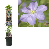 Van der Starre Klimplant Clematis Prince Charles - Lichtpaarse Bosrank 120cm