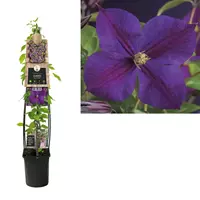 Van der Starre Klimplant Clematis Star of India - Paarse Bosrank 120cm