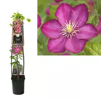 Van der Starre Klimplant Clematis Ville de Lyon - Roze Bosrank 120cm