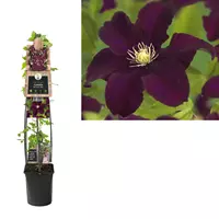 Van der Starre Klimplant Clematis Warszawska Nike - Rode Bosrank 120cm