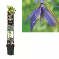 Van der Starre Klimplant Clematis alpina - Paarse Bosrank 120cm