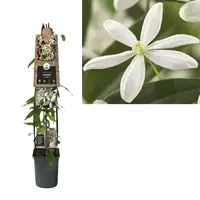 Van der Starre Klimplant Clematis armandii - Witte Bosrank 120cm