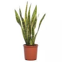 GroenRijk Kamerplant Sansevieria trifa Laurentii potmaat 17cm