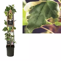 Van der Starre Klimplant Hedera Gloire de Marengo - Groene Klimop 120 cm