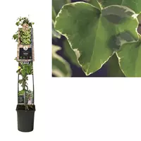 Van der Starre Klimplant Hedera Glacier - Groene Klimop 120 cm