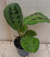 Warentuin Natuurlijk Maranta Leuconeura Tiengebodenplant Groen-Lichtgroen