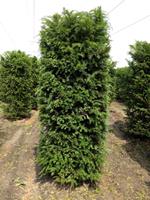 Quickhedge Taxus Baccata 250 cm